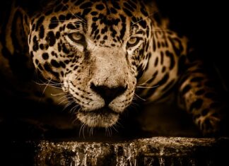 Z jakiego kraju pochodzi Jaguar? Z jakiego kraju pochodzi Jaguar?