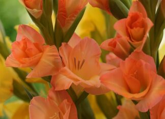 Ile kosztuje 1 mieczyk?