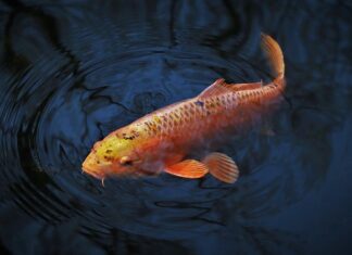 Czym się karmi karpie?