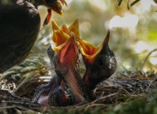 Jak przyciągnąć dżdżownice?