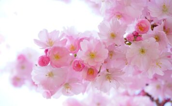 Czy gupiki zjadają rośliny? Czy gupiki zjadają rośliny?