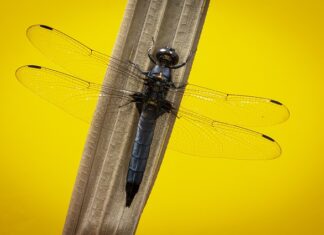 Czy skimmer napowietrza wodę? Czy skimmer napowietrza wodę?