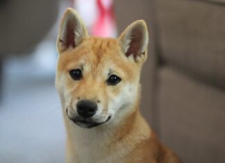 Kiedy kupić Shiba Inu? Kiedy kupić Shiba Inu?