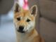 Kiedy kupić Shiba Inu? Kiedy kupić Shiba Inu?
