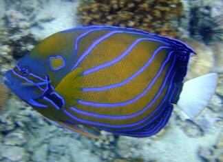 Jak długo żyją skalary?