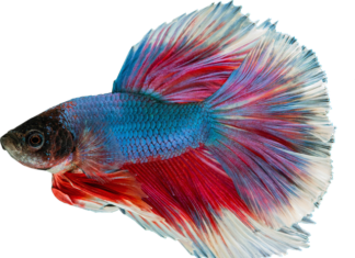 Jak długo żyją gupiki?