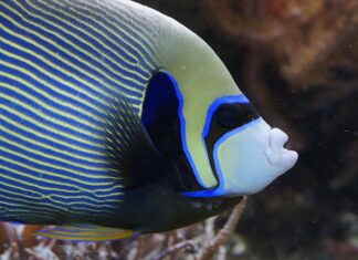 Ile kosztują skalary?