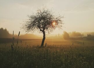 Czym smarować kotu rany? Czym smarować kotu rany?