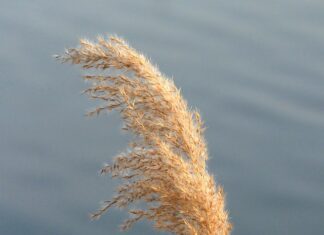 Czym się różnią Lanki od Wkrętów?