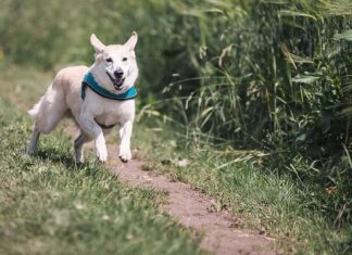 Czy można biegać na bieżni bez butów?
